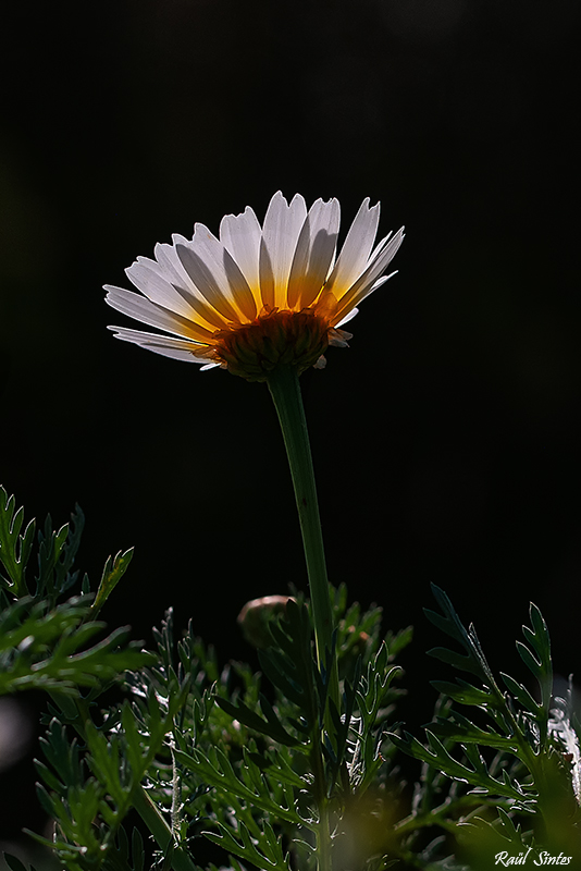 Nombre:  _DSC9290 Chrysantemum coronarium-1-800.jpg
Visitas: 372
Tamao: 250.7 KB
