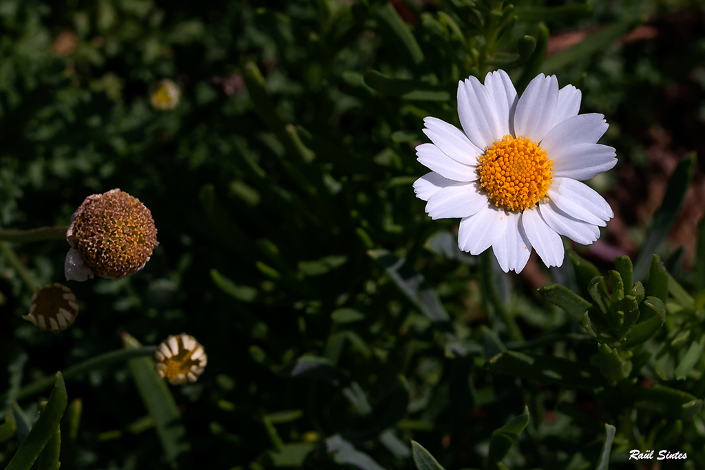 Nombre:  _DSC6723 Anthemis maritima-1024.jpg
Visitas: 63
Tamao: 424.0 KB