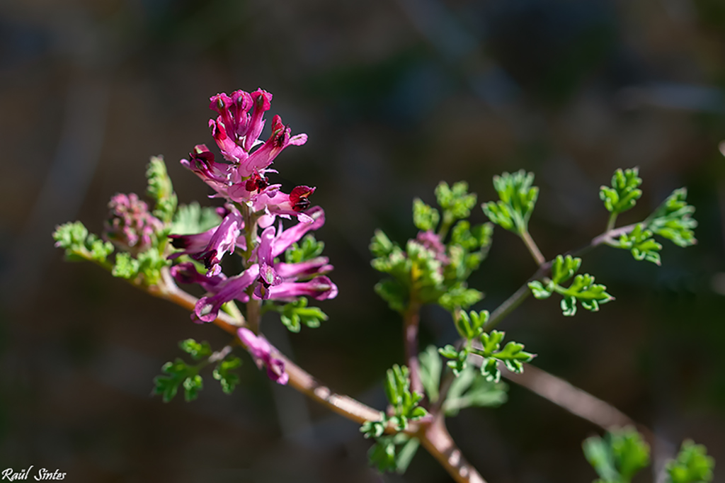 Nombre:  _DSC9283 Fumaria officinalis subsp. oficinalis-1024.jpg
Visitas: 93
Tamao: 294.8 KB