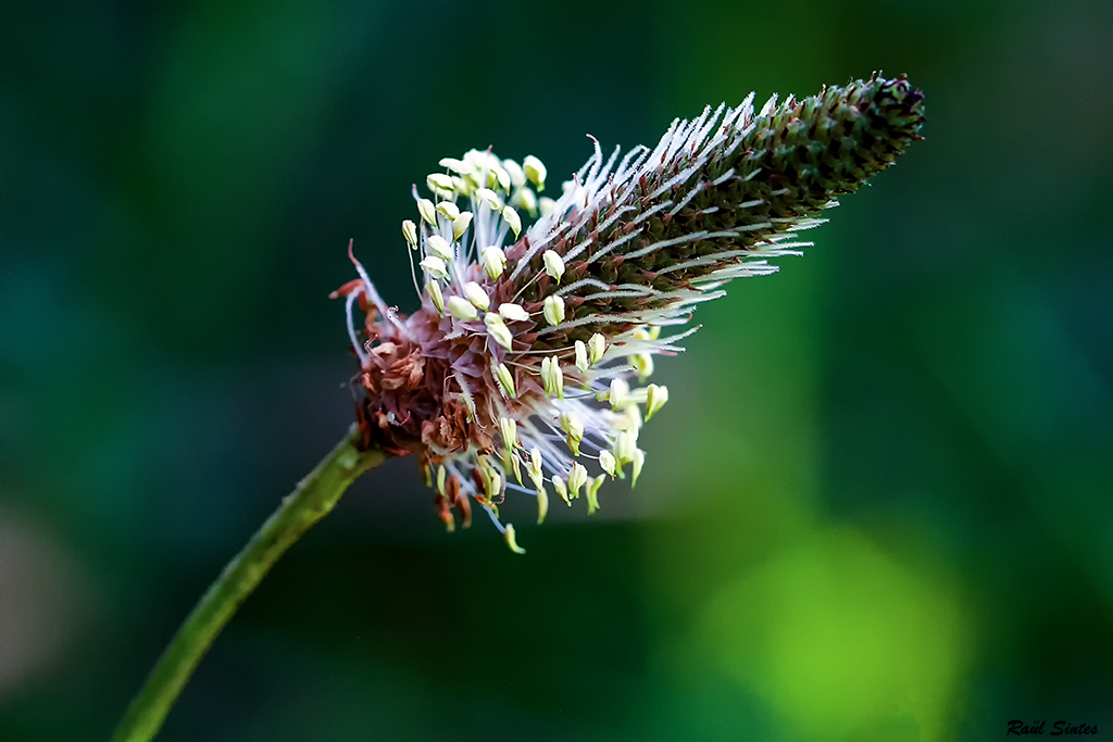 Nombre:  _DSC6248 Plantado lanceolata-1024.jpg
Visitas: 51
Tamao: 425.4 KB