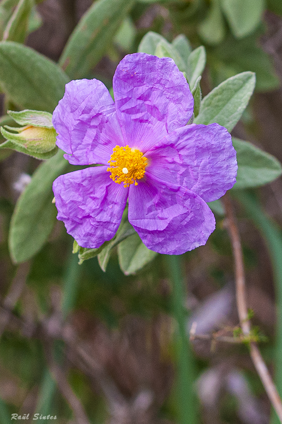 Nombre:  _DSC7003 Cistus albidus 850.jpg
Visitas: 64
Tamao: 457.8 KB