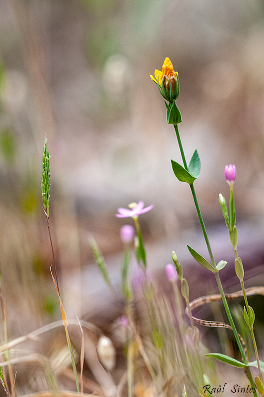 Nombre:  _DSC0060 Blackstonia perfoliata i Centaurium erythraea.jpg
Visitas: 315
Tamao: 317.0 KB