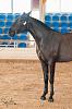 Camp. Balears Cavalls Raa Espanyola 0027