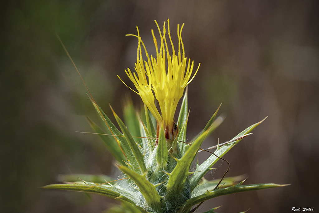 Nombre:  DSC_4361 Carthamus lanatus 1024.jpg
Visitas: 320
Tamao: 482.6 KB