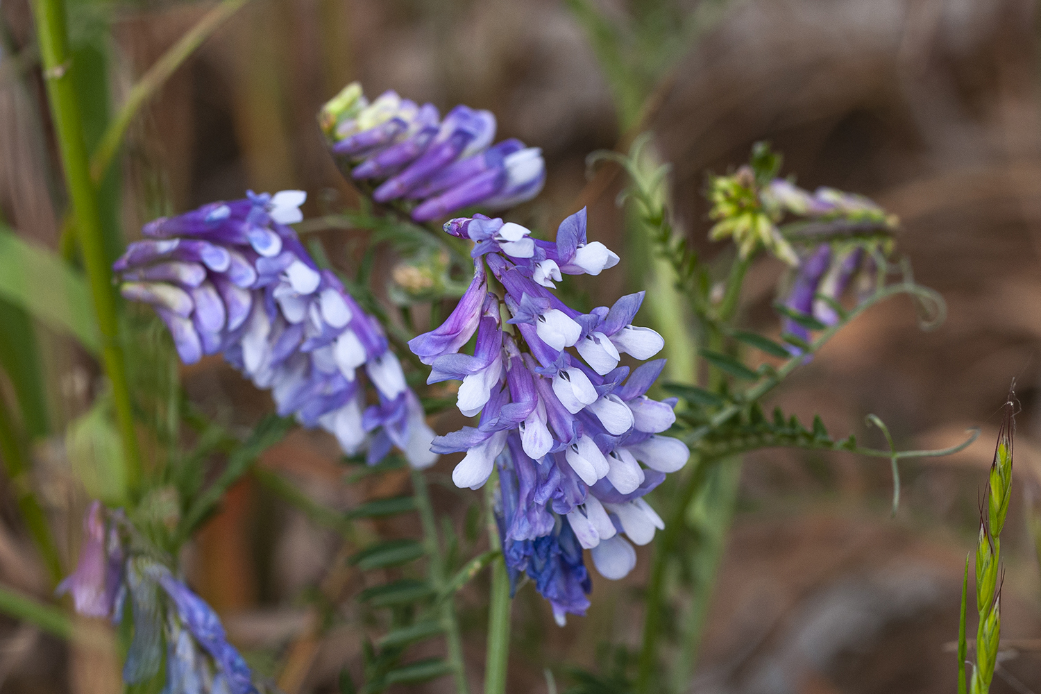 Nombre:  _DSC7900 Vicia eriocarpa-1500.jpg
Visitas: 35
Tamao: 969.7 KB