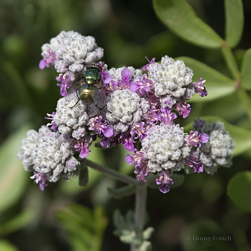 Nombre:  Teucrium capitatum_DSC2140aQF-8C.jpg
Visitas: 146
Tamao: 521.6 KB