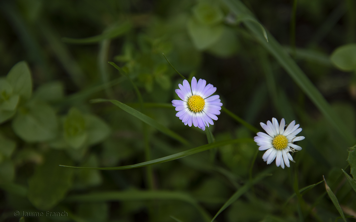 Nombre:  Bellis annua_DSC7399aF-8Cv.jpg
Visitas: 77
Tamao: 493.2 KB