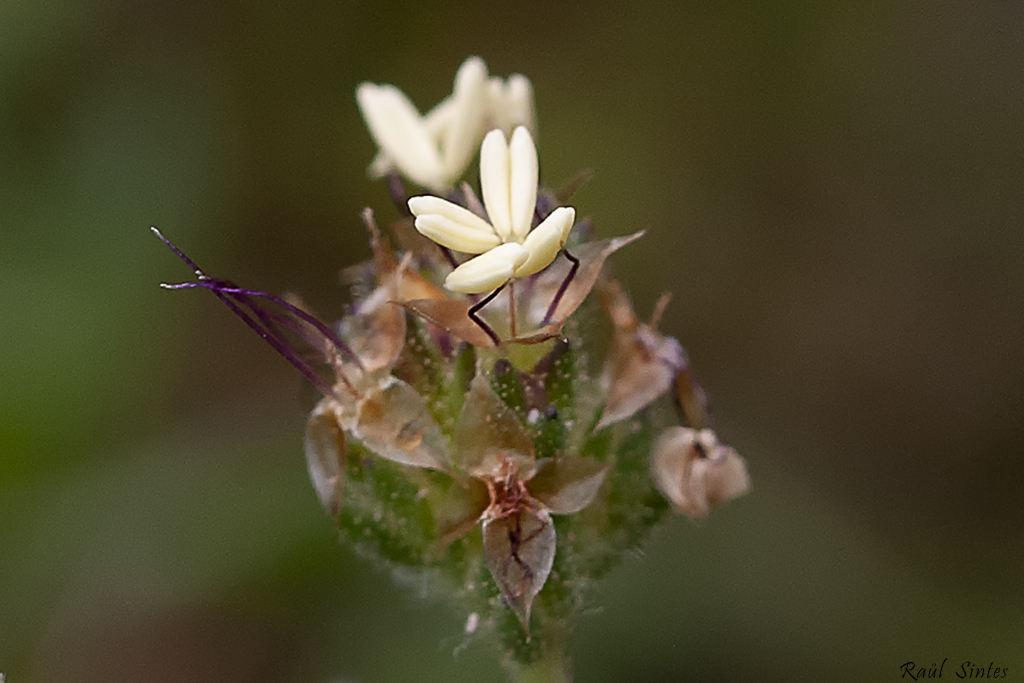 Nombre:  _DSC9357-1 Plantago afra.jpg
Visitas: 83
Tamao: 338.1 KB